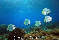 Sipadan's reef. by Miguel Cortés 